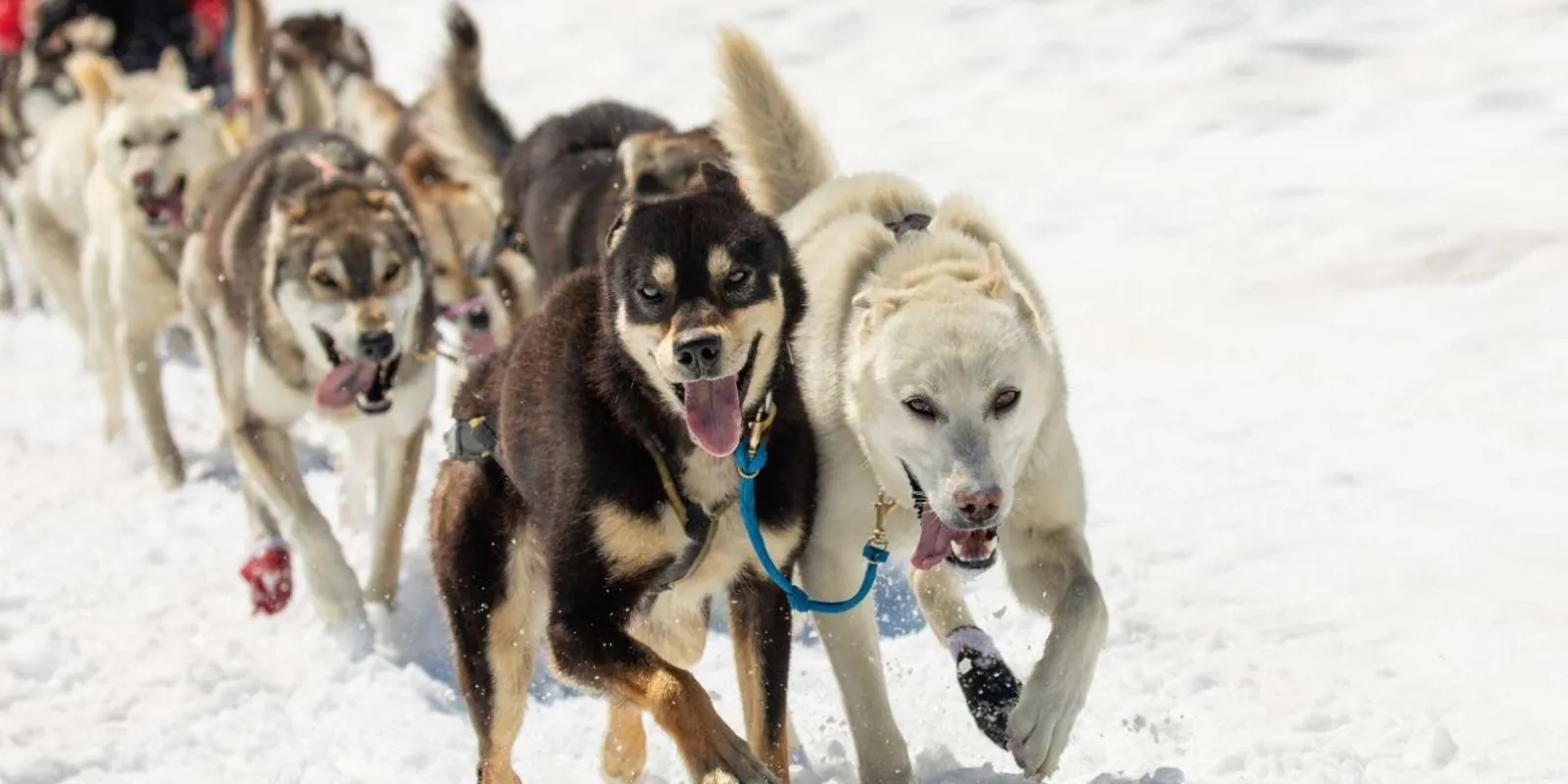 A team of Alaskan huskies in full stride pulling the sled across the snow