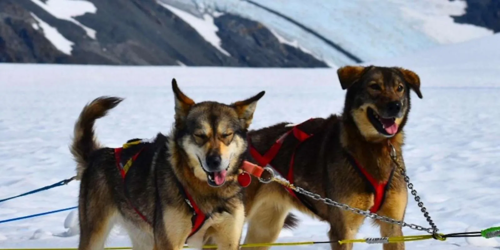 A team of Alaskan huskies pulling a sled towards the camera across a bright glacier snowfield