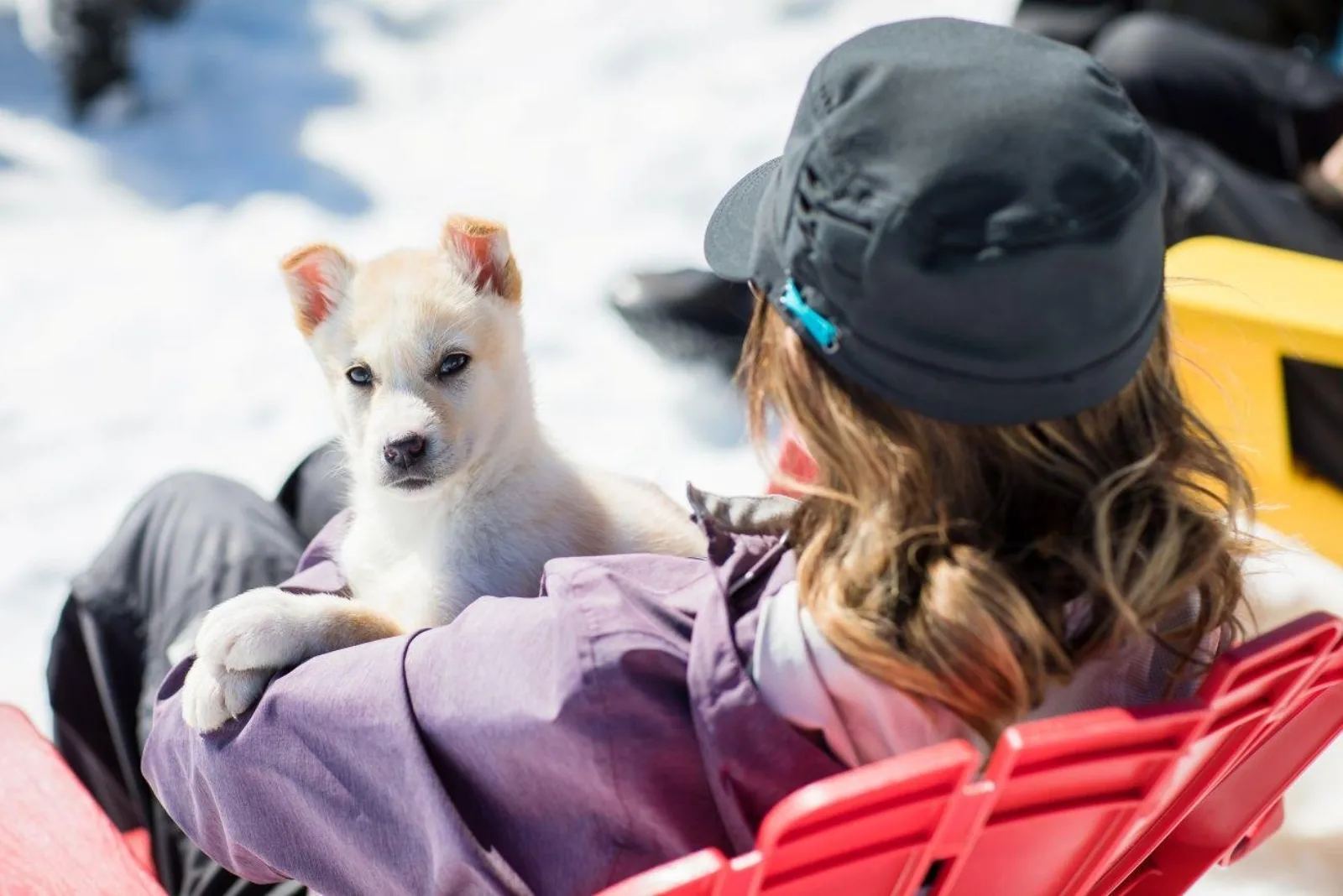A guest cradling a husky puppy in the warmth of a jacket at the glacier dog camp