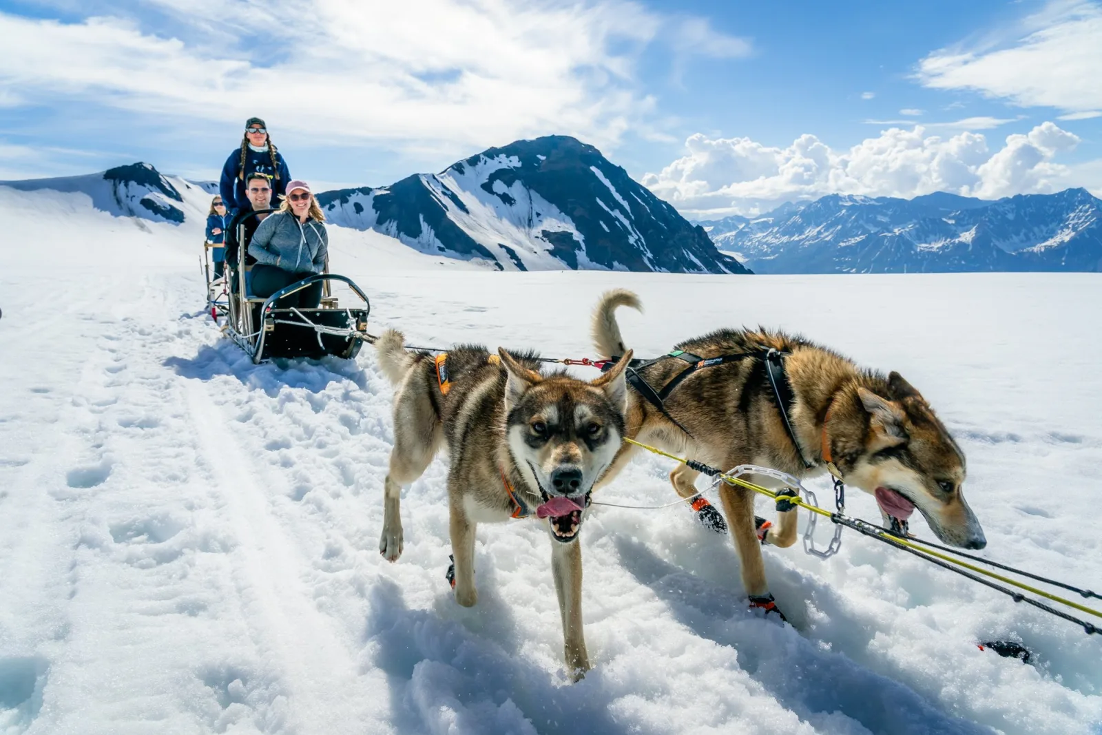 Two harnessed sled dogs standing on the snow in the summer sun