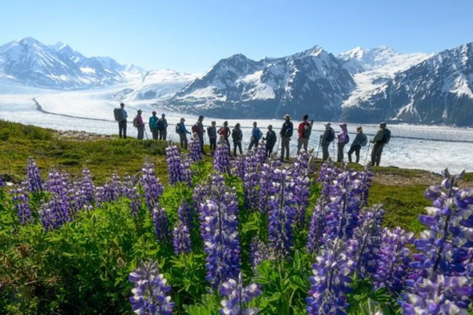 A line of guests on a lupine-covered ridge looking out over the glacier and the Chugach Range